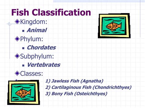 Fish Classification: What Phylum Or Cla.